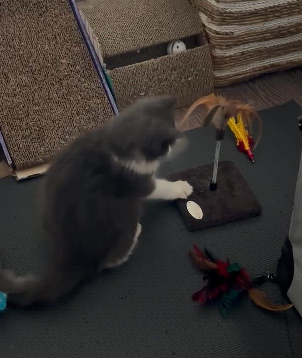 Enlarge Camilla - ABEER ABU-AWAD, a Adopted mixed breed in Brampton, ON video 3/6