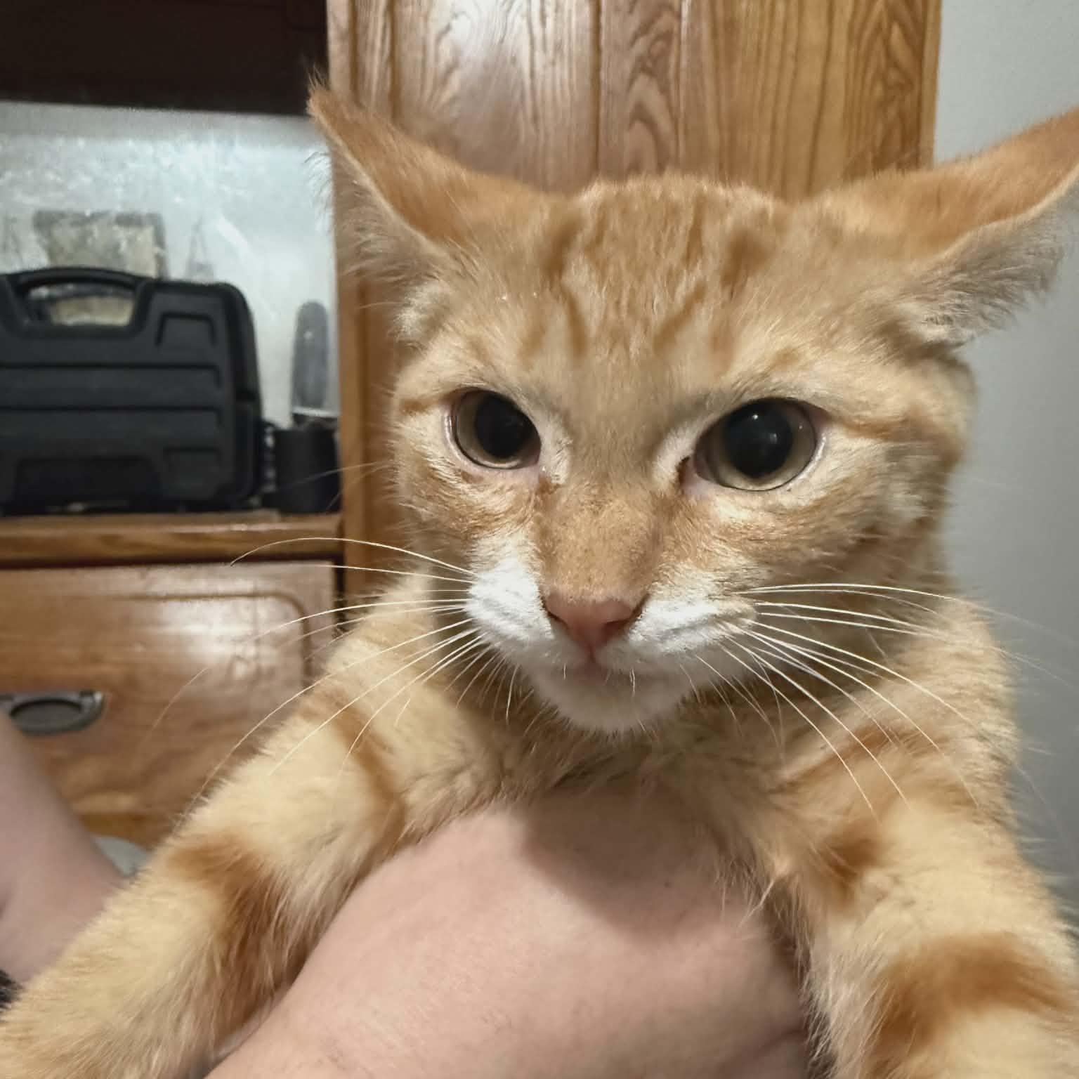 Astra, a ADOPTABLE Tabby in Westland, MI image 2/2
