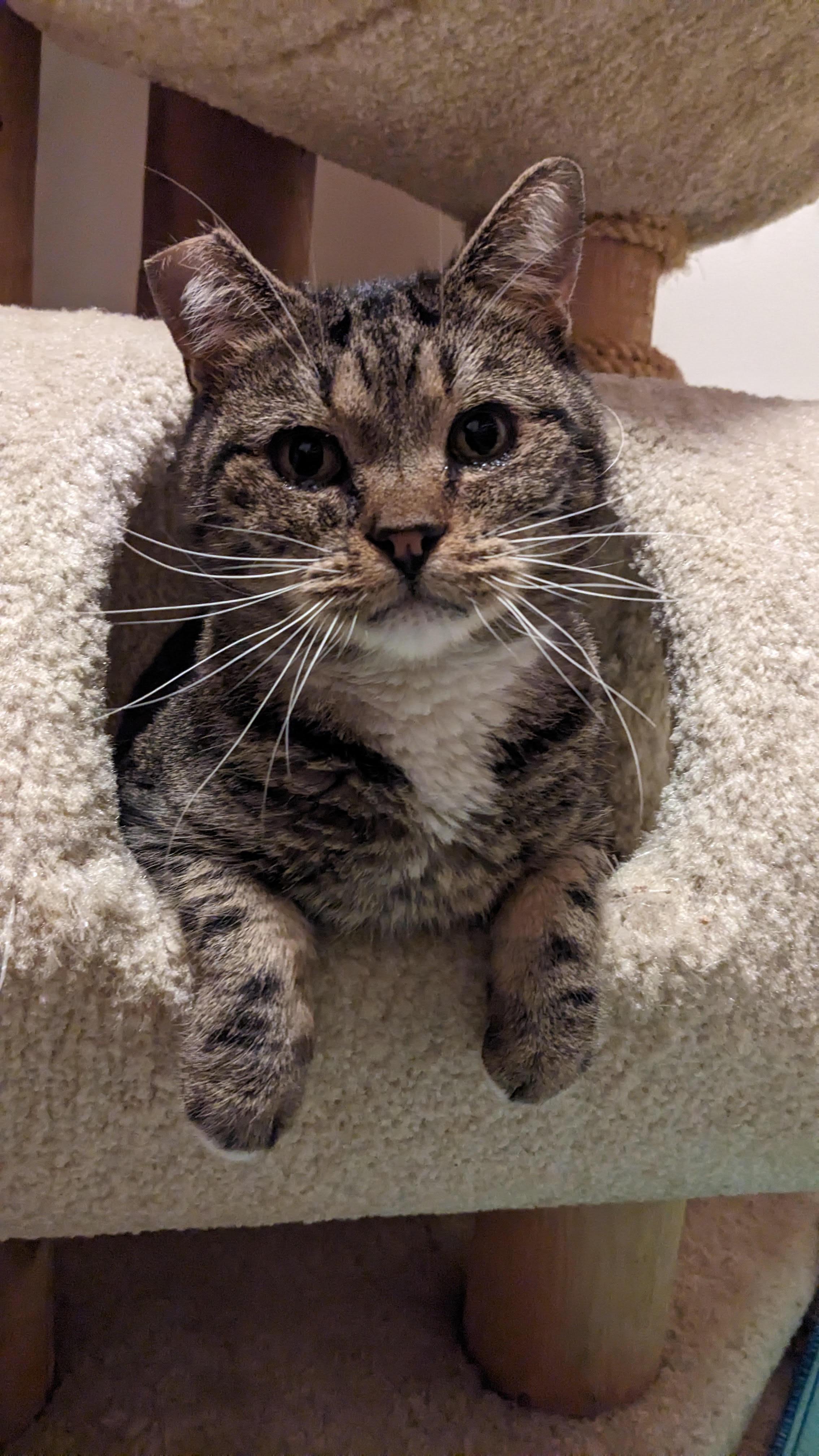 Mystery, ADOPTABLE, Adult Male Tabby.