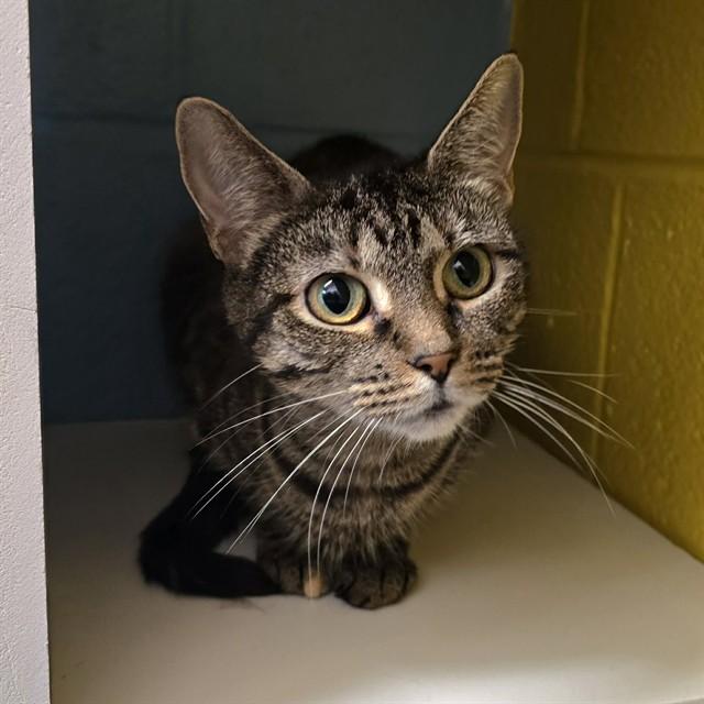 Enlarge SMOKEY GIRL, a Adoptable Domestic Short Hair in Easton, MD image 1/1