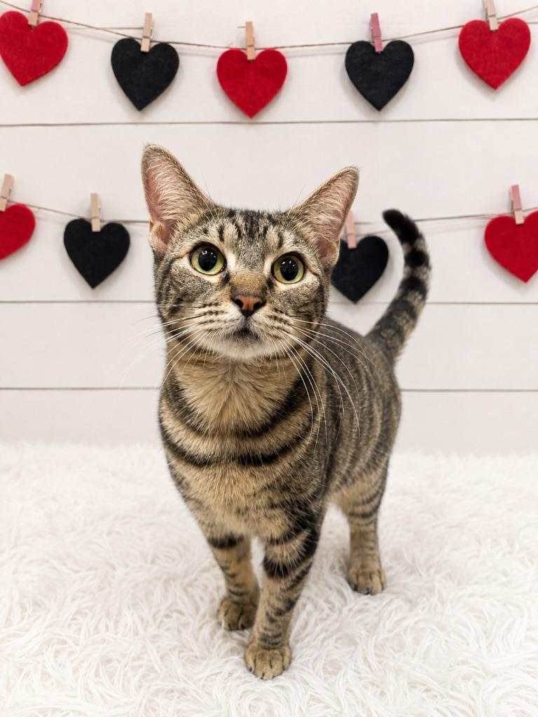 Prophet, Adoptable, Young Female Domestic Short Hair.