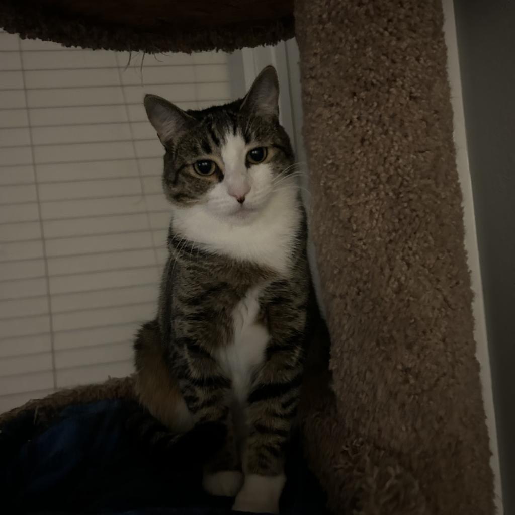 Enlarge Lily, a Adoptable Domestic Short Hair in Garden Grove, CA image 1/6