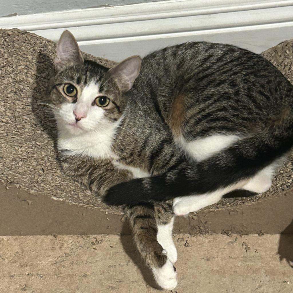 Enlarge Lily, a Adoptable Domestic Short Hair in Garden Grove, CA image 2/6