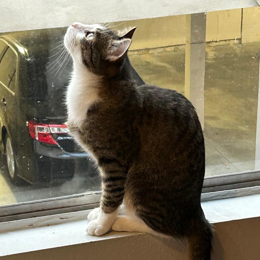 Enlarge Lily, a Adoptable Domestic Short Hair in Garden Grove, CA image 3/6