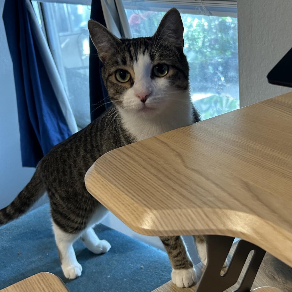 Enlarge Lily, a Adoptable Domestic Short Hair in Garden Grove, CA image 4/6