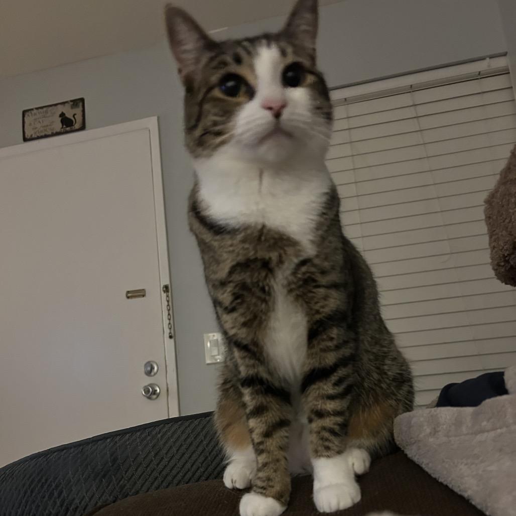 Enlarge Lily, a Adoptable Domestic Short Hair in Garden Grove, CA image 5/6