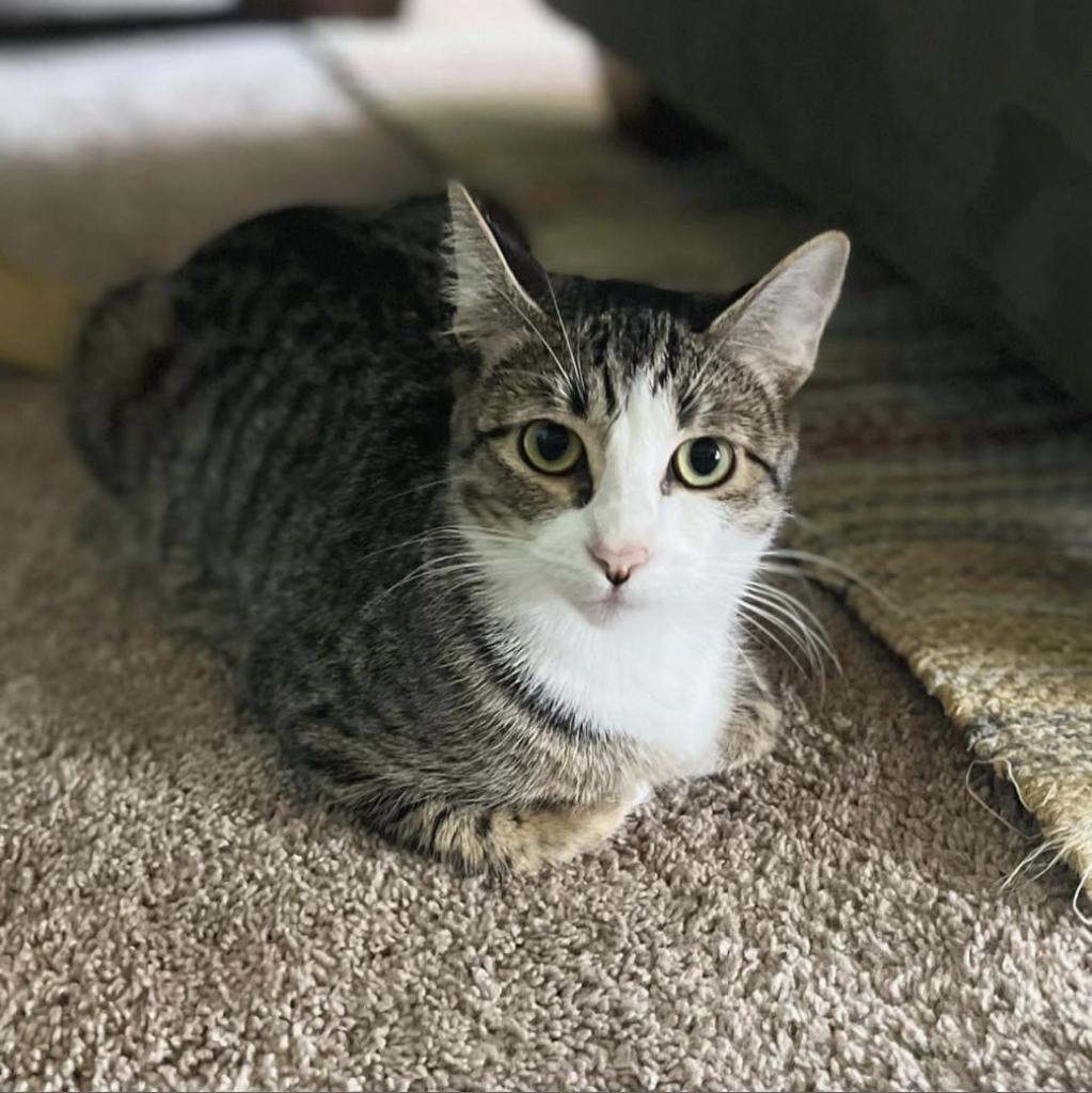 Enlarge Lily, a Adoptable Domestic Short Hair in Garden Grove, CA image 6/6