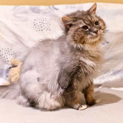 Mickey in Maine, ADOPTABLE, Senior Male Domestic Long Hair.