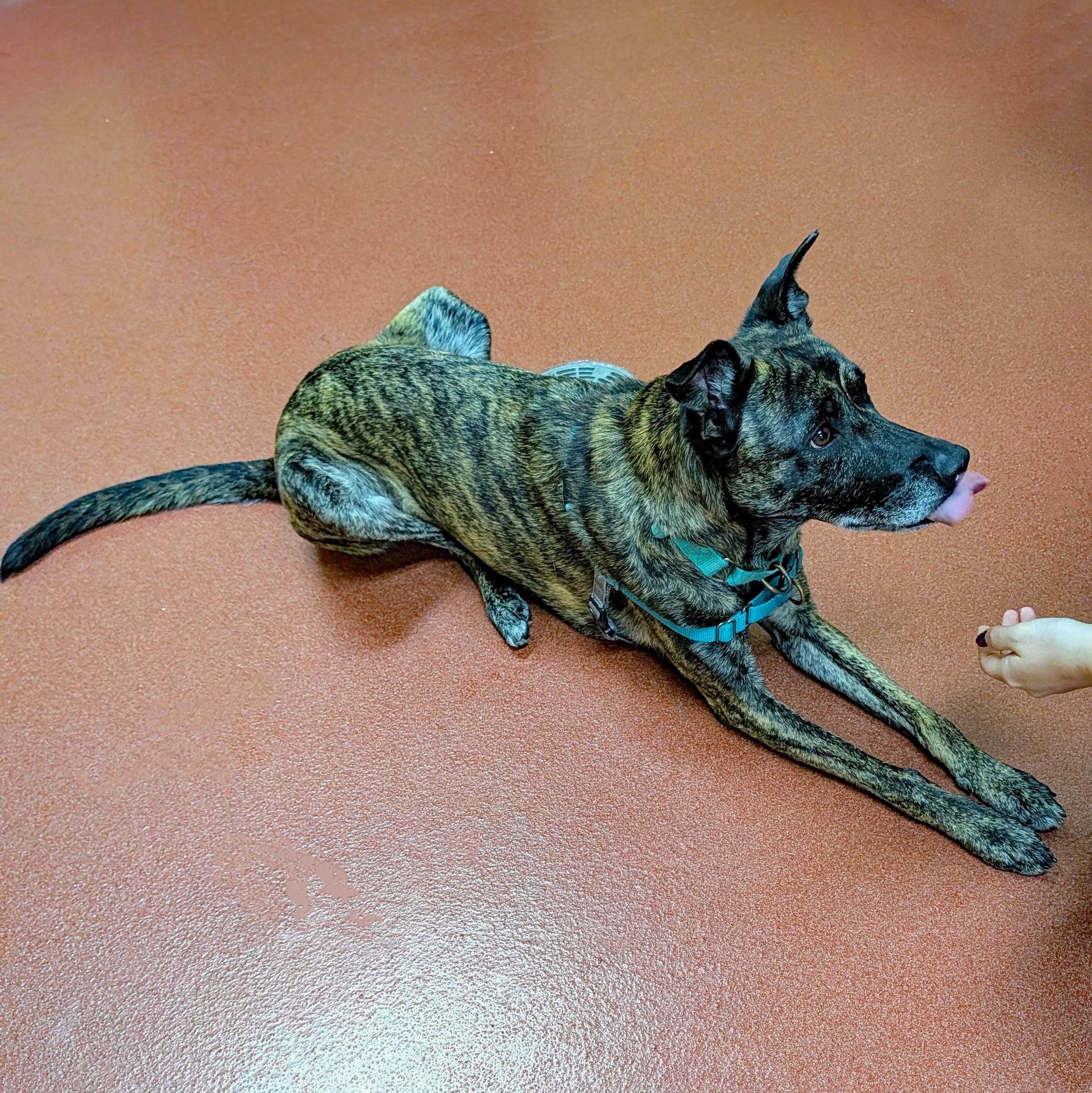 Enlarge Vegas, a Adoptable mixed breed in Accident, MD image 3/6