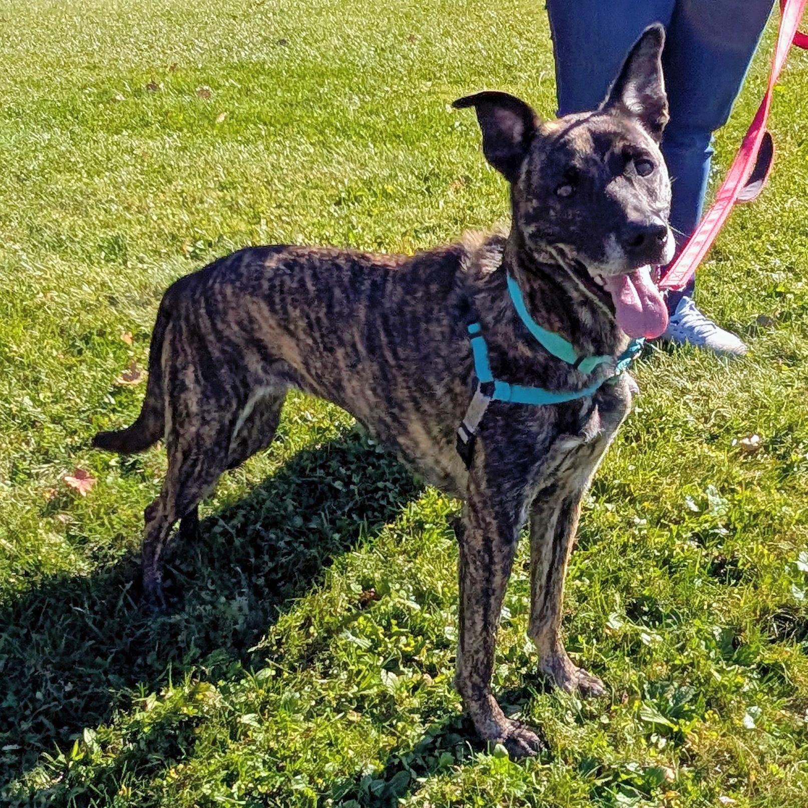 Enlarge Vegas, a Adoptable mixed breed in Accident, MD image 5/6