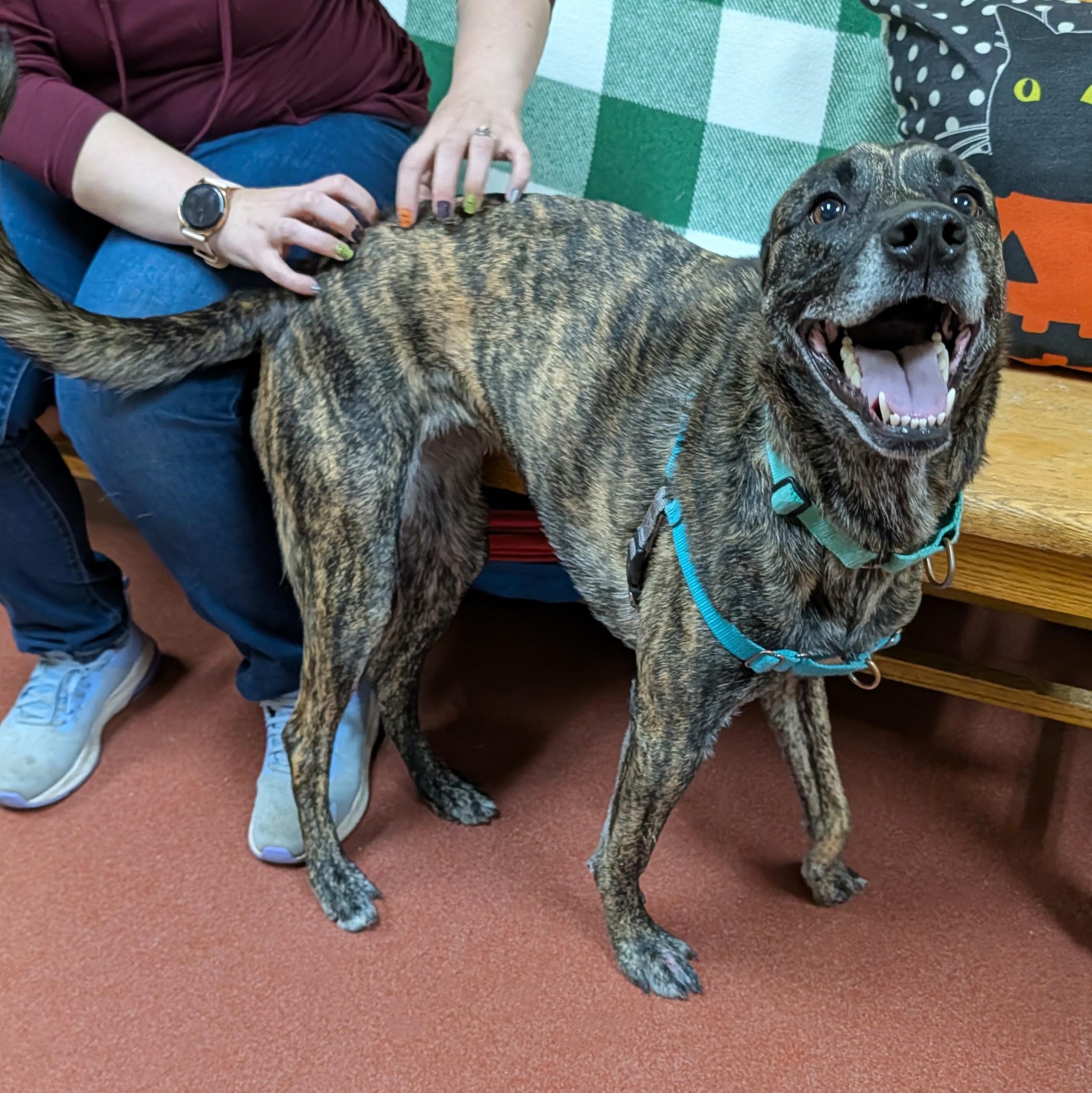 Enlarge Vegas, a Adoptable mixed breed in Accident, MD image 4/6