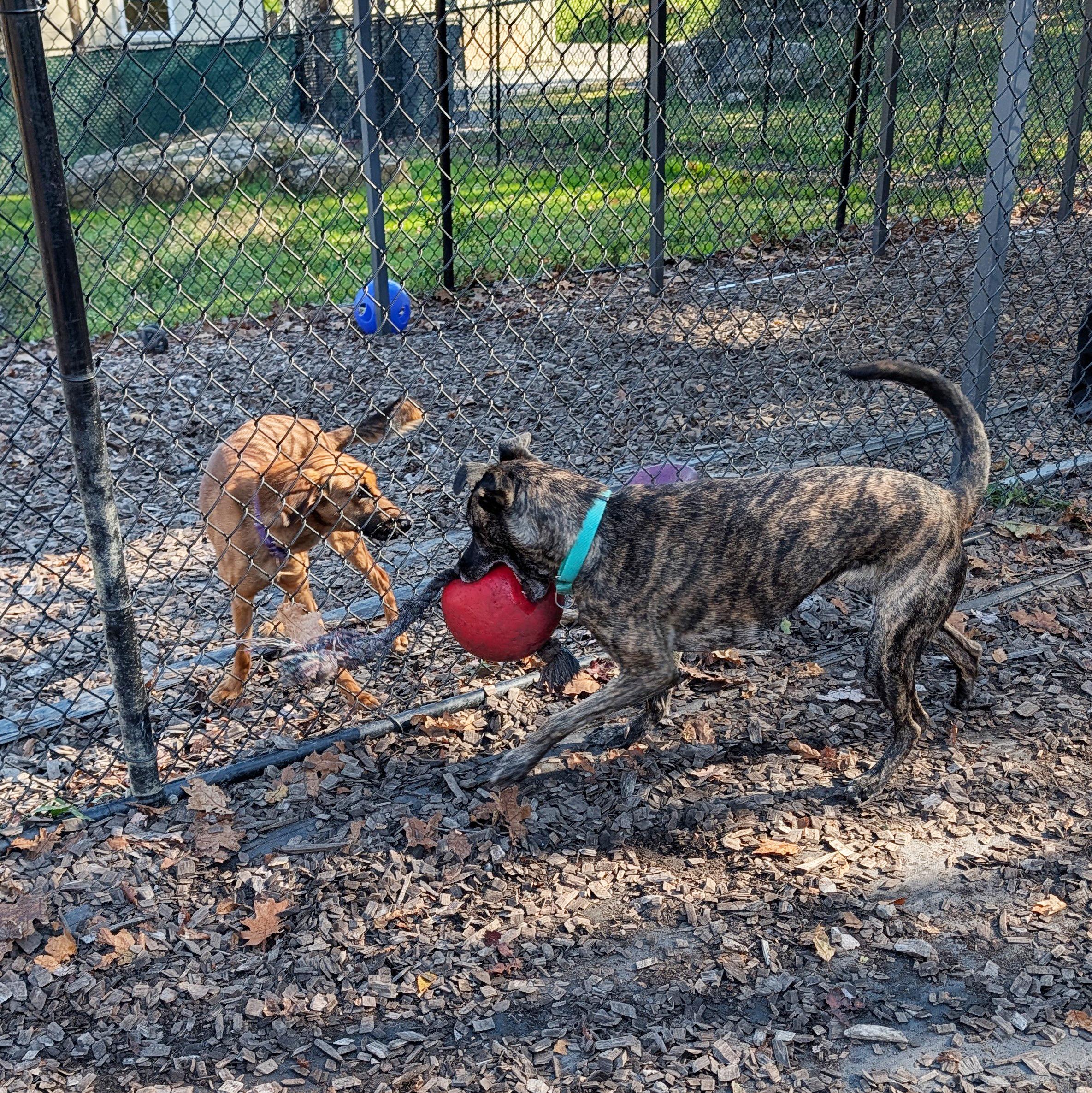 Enlarge Vegas, a Adoptable mixed breed in Accident, MD image 6/6