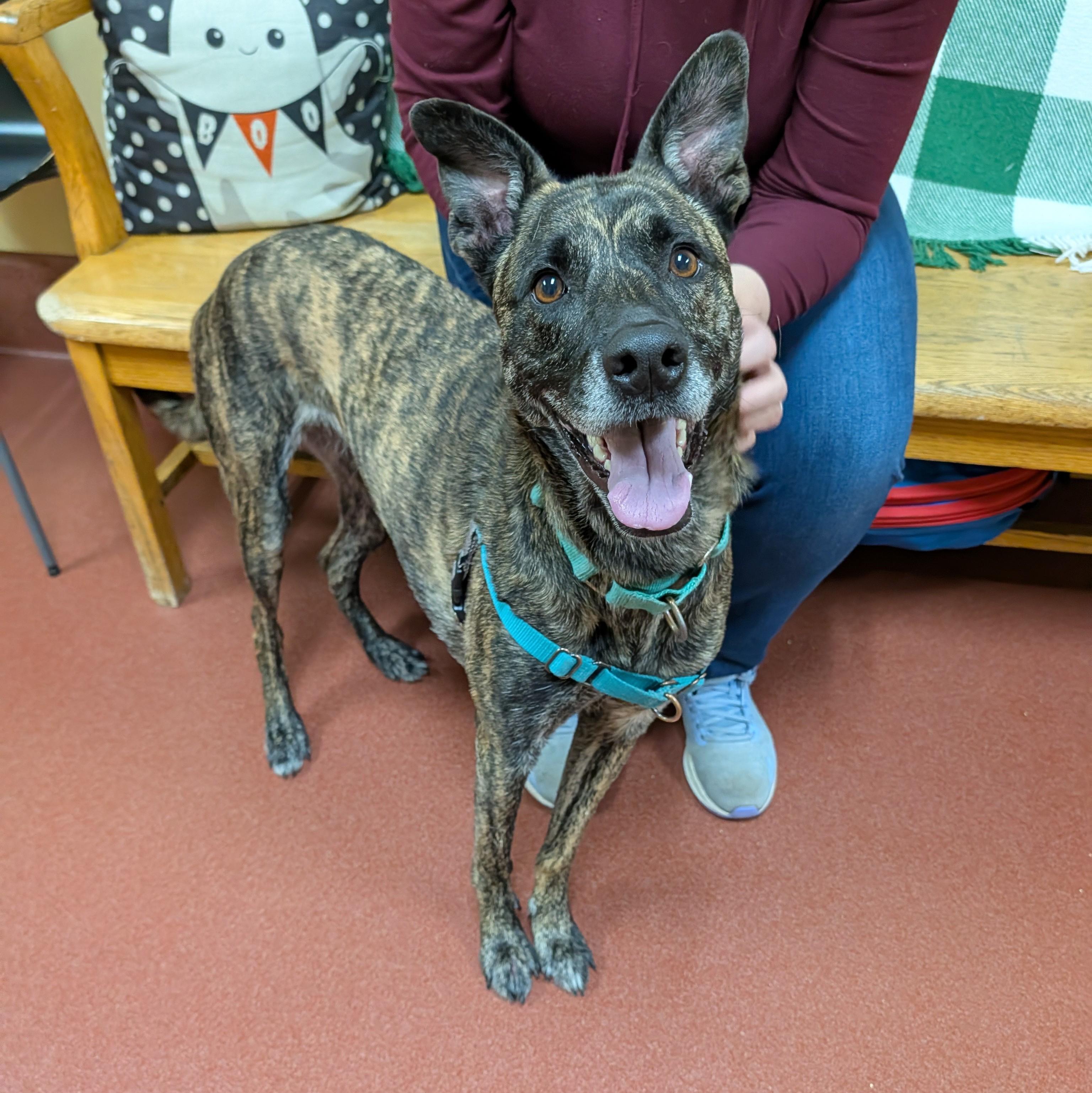 Enlarge Vegas, a Adoptable mixed breed in Accident, MD image 2/6