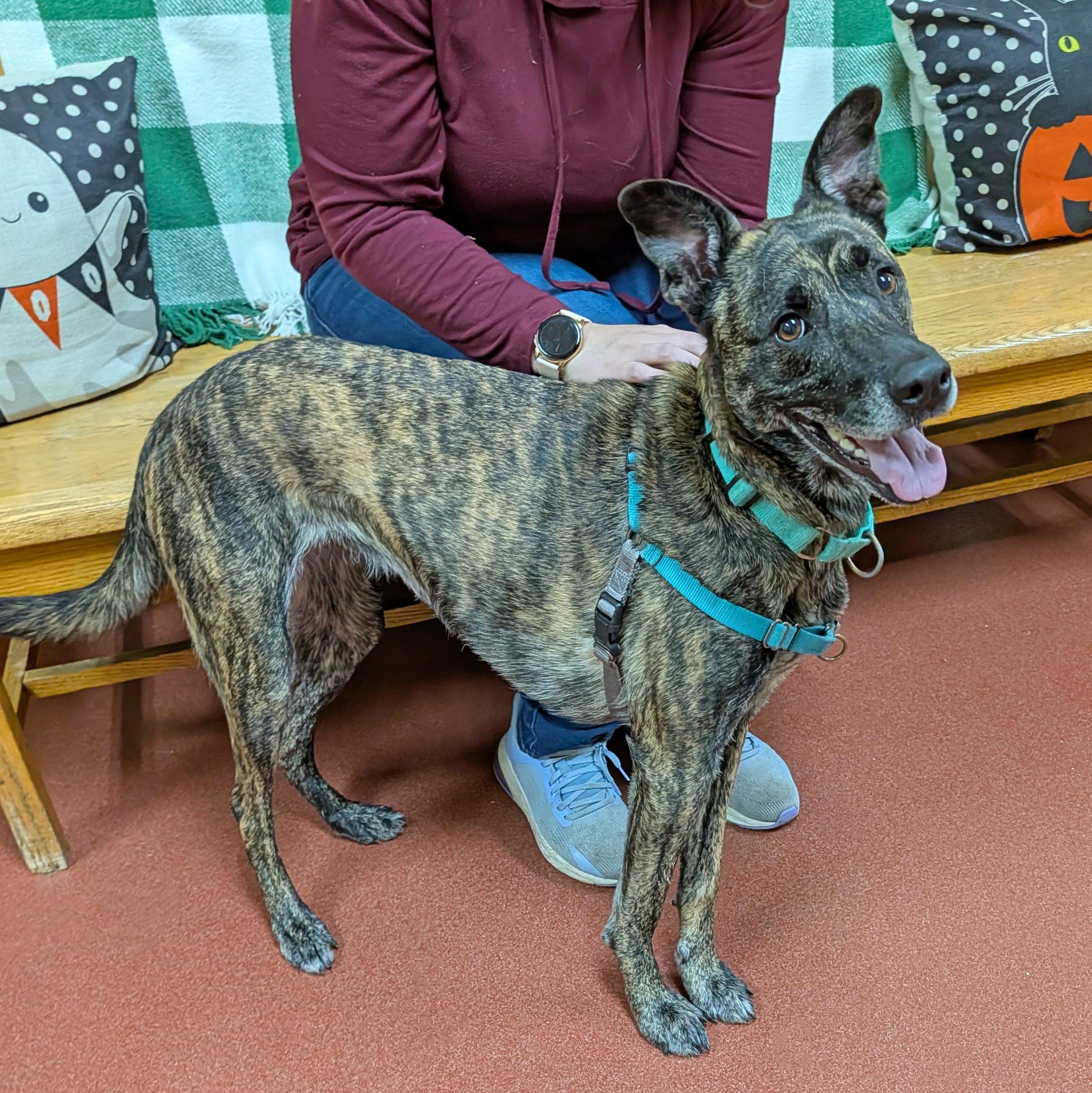 Vegas, Adoptable, Adult Female Greyhound & Great Dane.