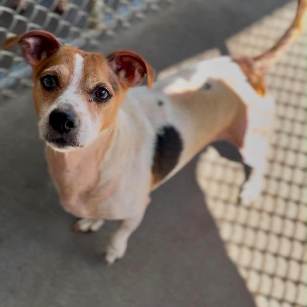 Hank, Adoptable, Adult Male Chihuahua & Jack Russell Terrier.