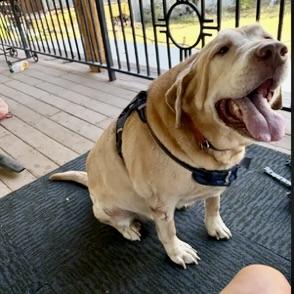 Enlarge Ivan, an adopted Yellow Labrador Retriever in Aspen, CO image 1/1