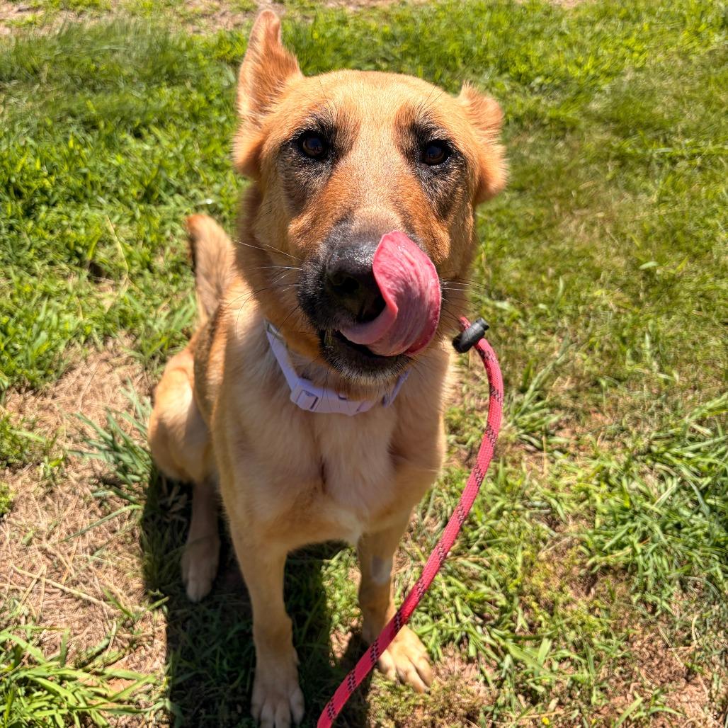 Keira, Adoptable, Adult Female German Shepherd Dog & Mixed Breed.