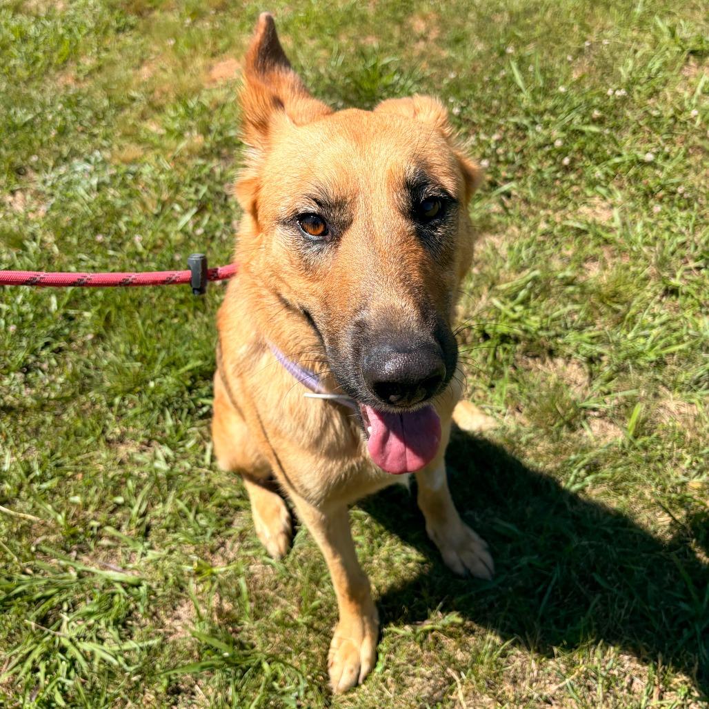 Enlarge Keira, a Adoptable mixed breed in Franklin, NC image 2/6