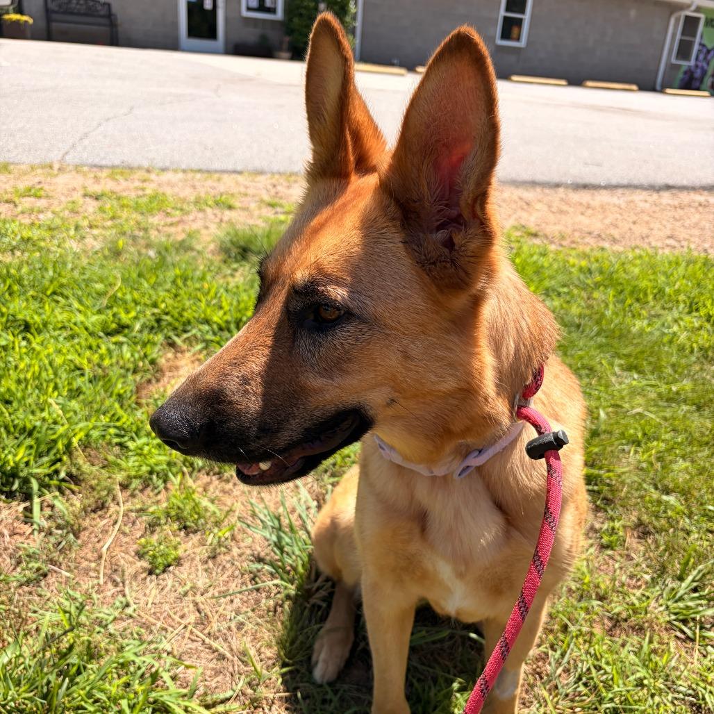 Enlarge Keira, a Adoptable mixed breed in Franklin, NC image 3/6