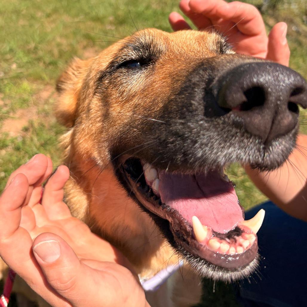 Enlarge Keira, a Adoptable mixed breed in Franklin, NC image 4/6