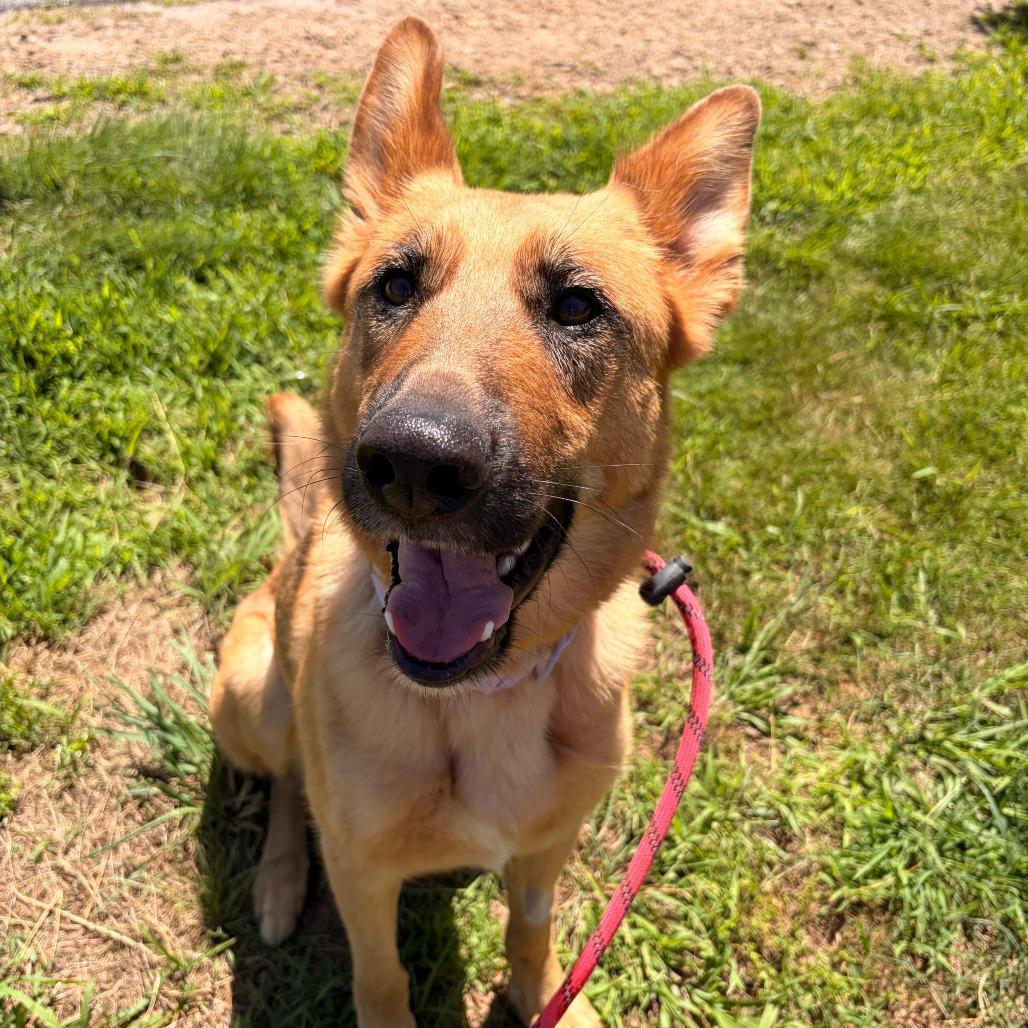Enlarge Keira, a Adoptable mixed breed in Franklin, NC image 5/6