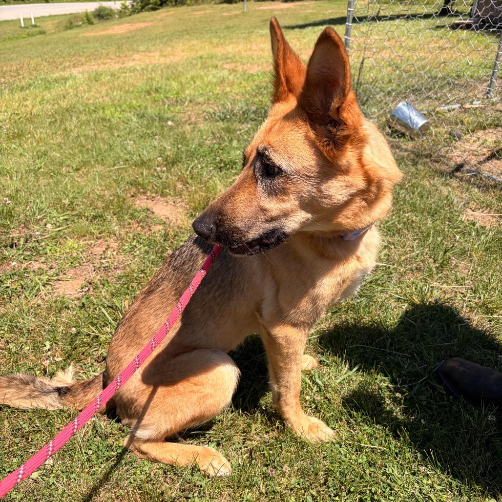 Enlarge Keira, a Adoptable mixed breed in Franklin, NC image 6/6