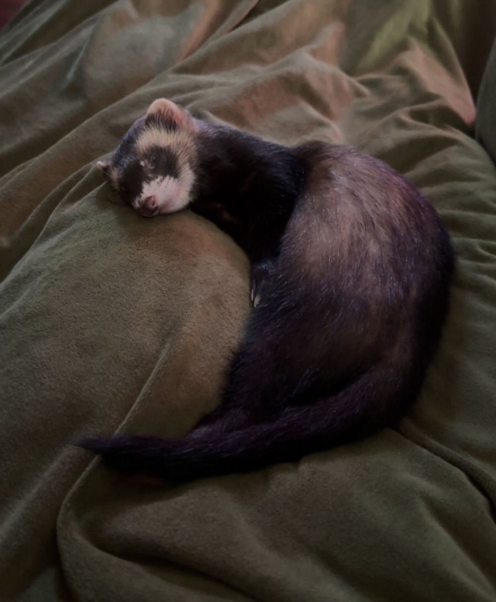Ferret for adoption Grim, a Ferret in Acworth, GA Petfinder