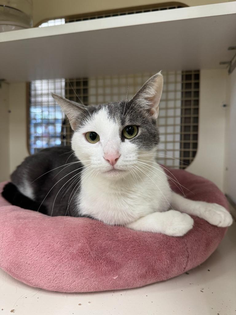 Izzy, Adoptable, Adult Female Domestic Short Hair.