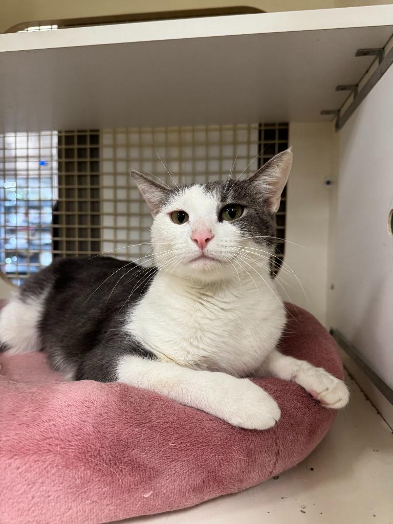 Enlarge Izzy, a Adoptable mixed breed in El Cajon, CA image 2/3