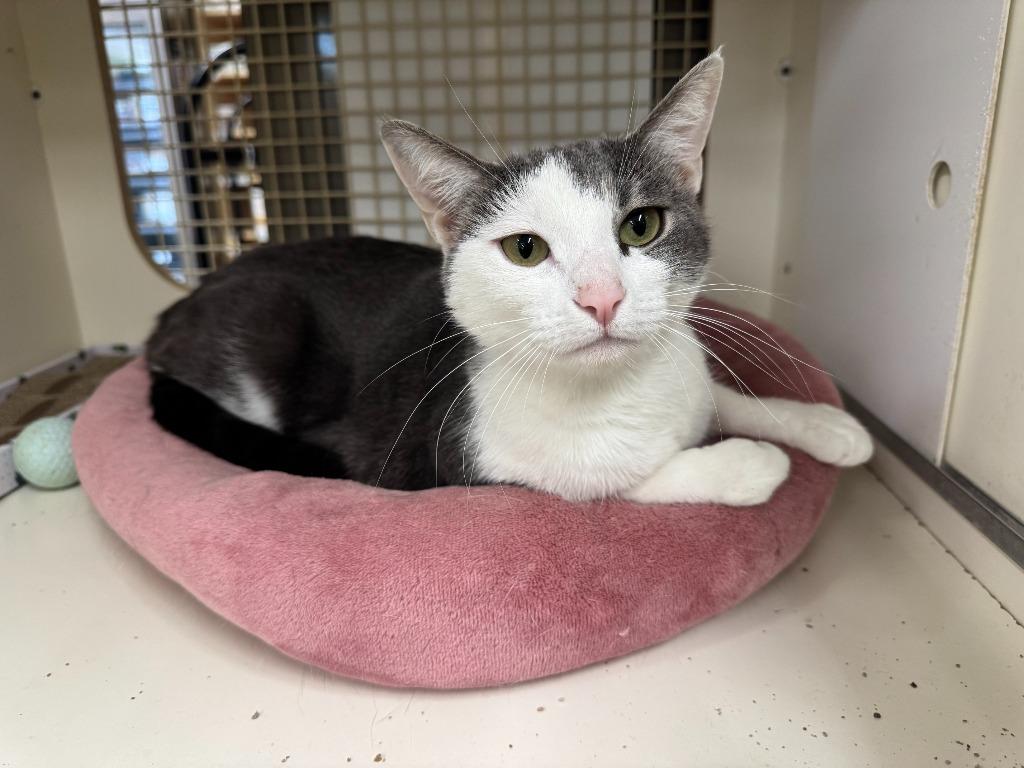 Enlarge Izzy, a Adoptable mixed breed in El Cajon, CA image 3/3