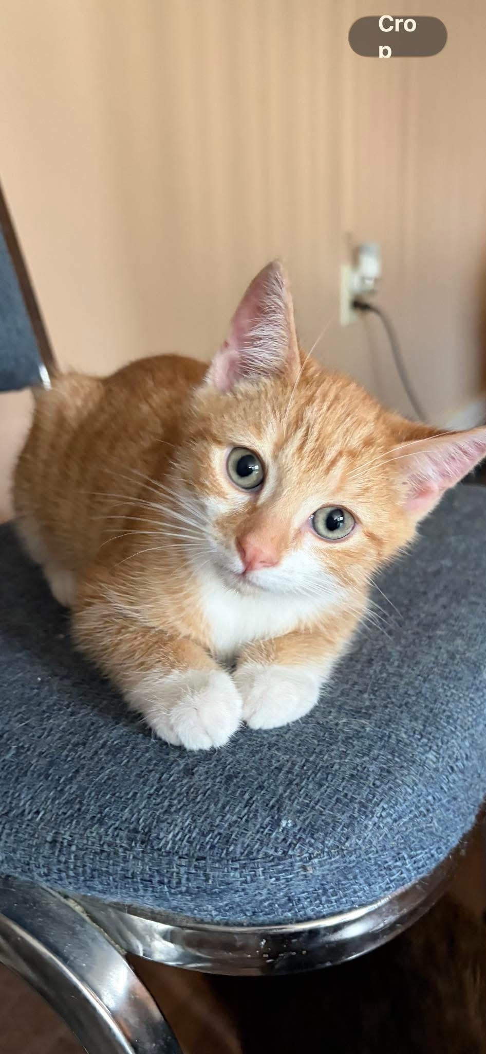 Enlarge Oliver, a ADOPTABLE Tabby in Brick, NJ image 2/2