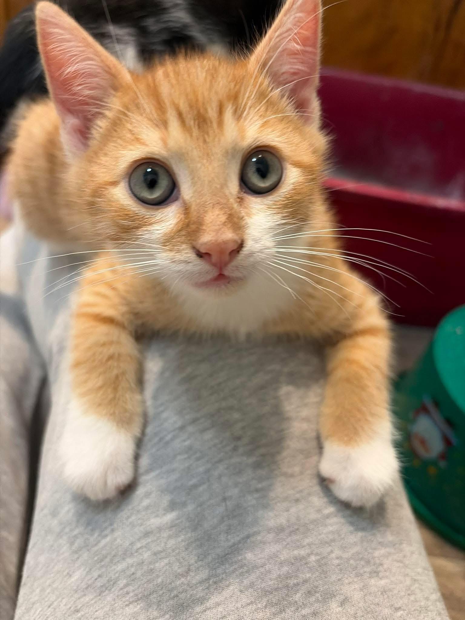 Oliver, ADOPTABLE, Kitten Male Tabby.