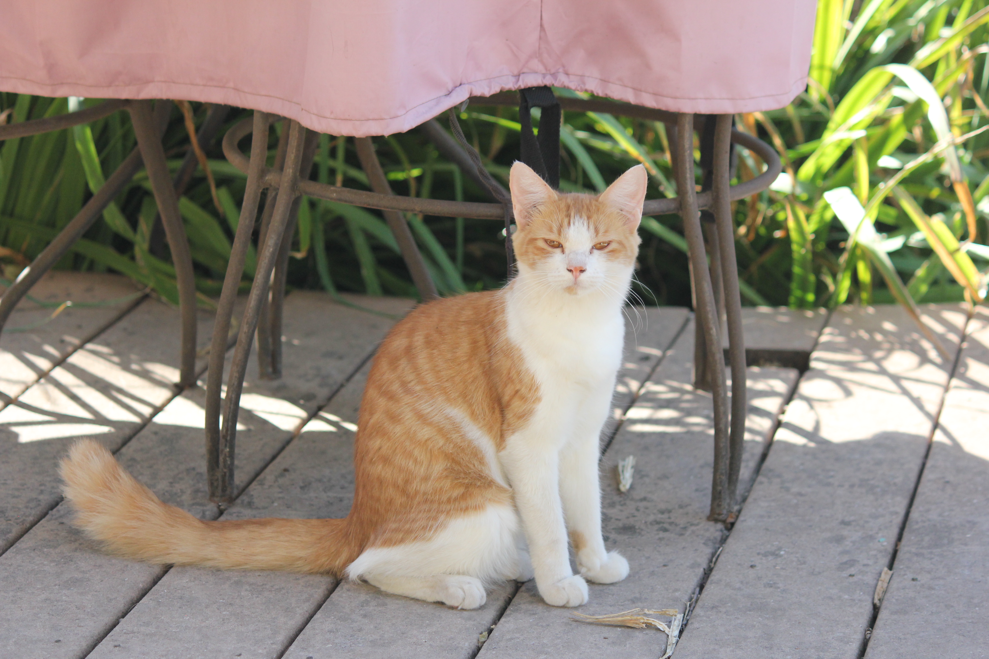 Wallace, Adoptable, Young Female Domestic Medium Hair.