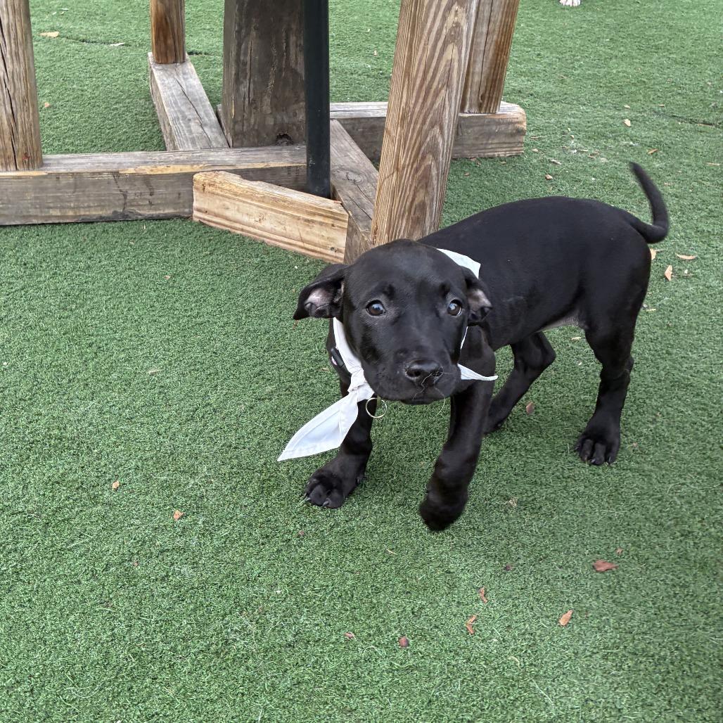 Enlarge Winnie, a Adoptable Mixed Breed in Jacksonville Beach, FL image 1/3