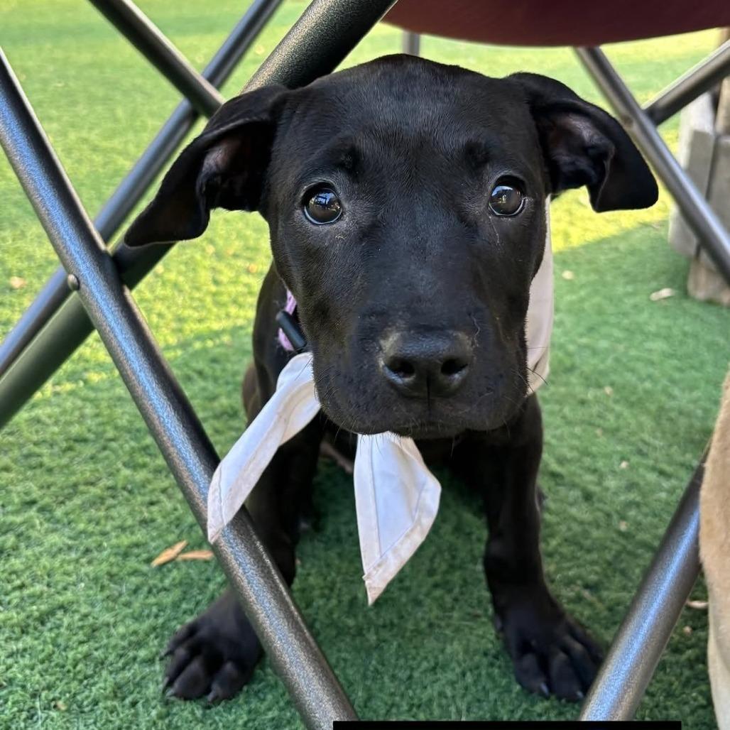 Enlarge Winnie, a Adoptable Mixed Breed in Jacksonville Beach, FL image 2/3