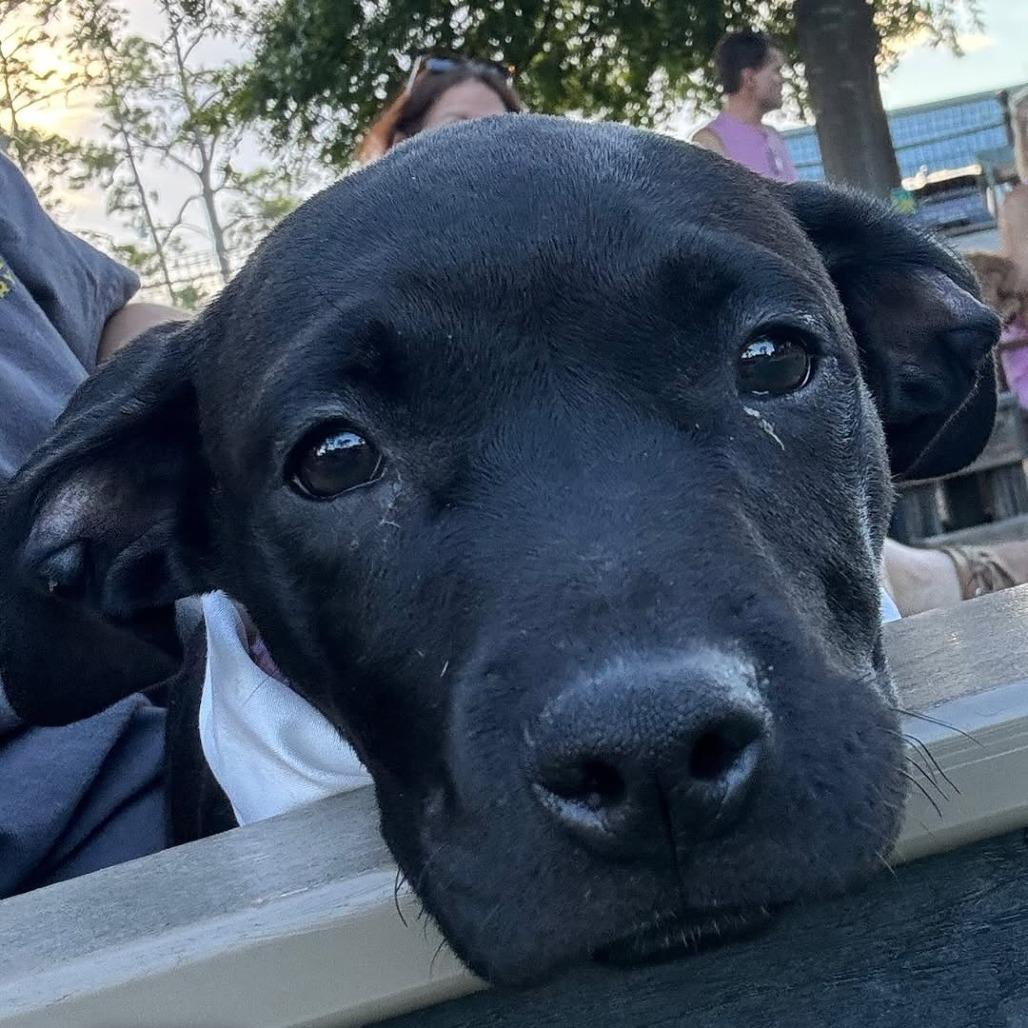 Enlarge Winnie, a Adoptable Mixed Breed in Jacksonville Beach, FL image 3/3