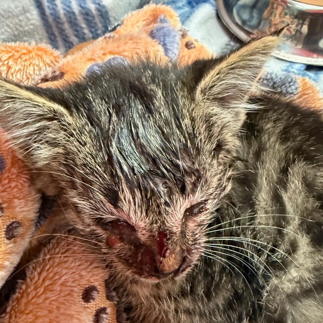 Scarlip, Adoptable, Kitten Female Domestic Short Hair.