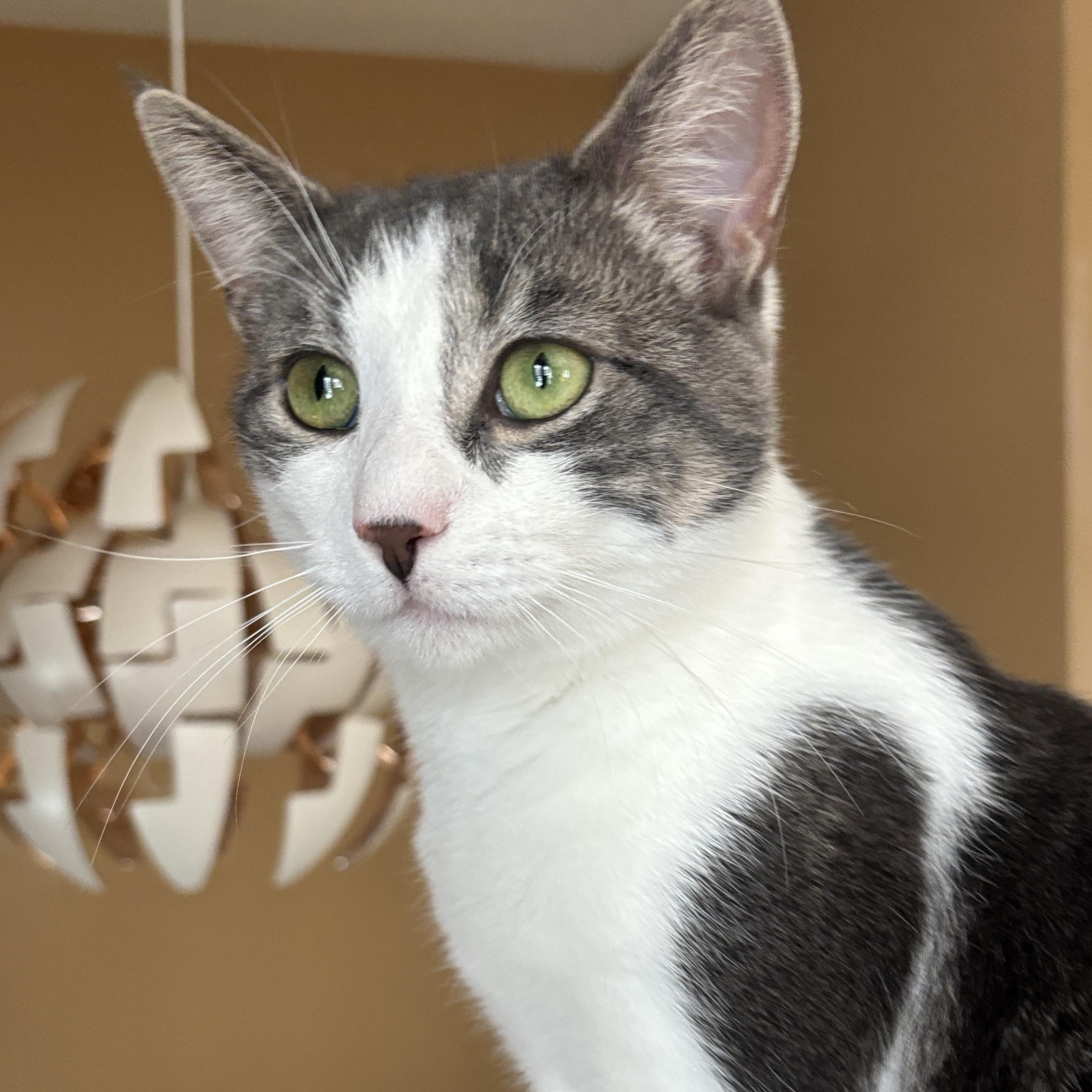 October, Adoptable, Young Male Domestic Short Hair.