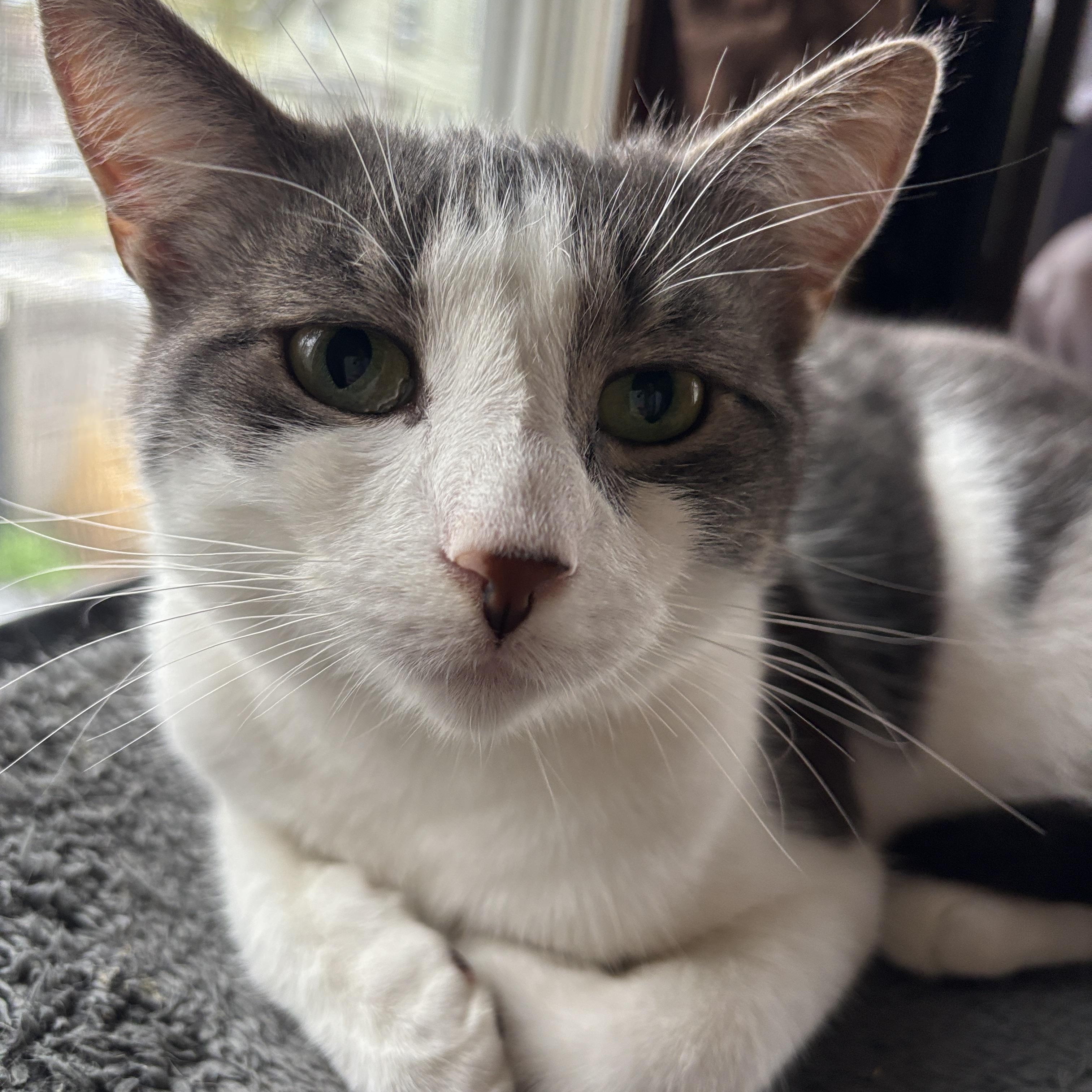 October, a Adoptable Domestic Short Hair in Melrose, MA image 5/5