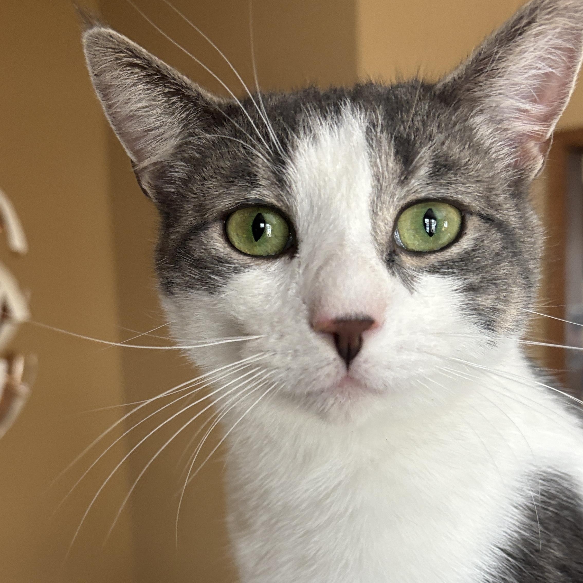 October, a Adoptable Domestic Short Hair in Melrose, MA image 2/5