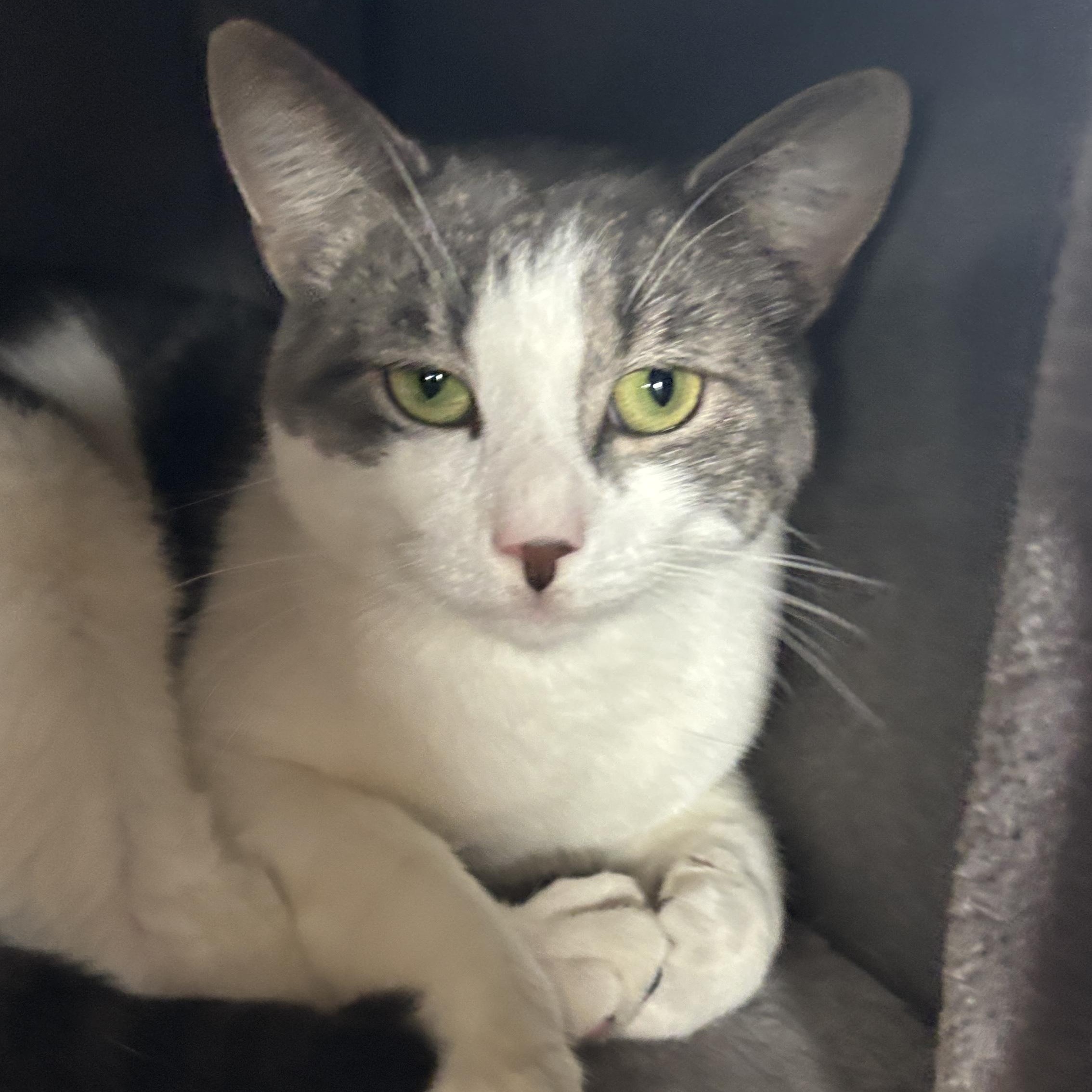 October, a Adoptable Domestic Short Hair in Melrose, MA image 4/5