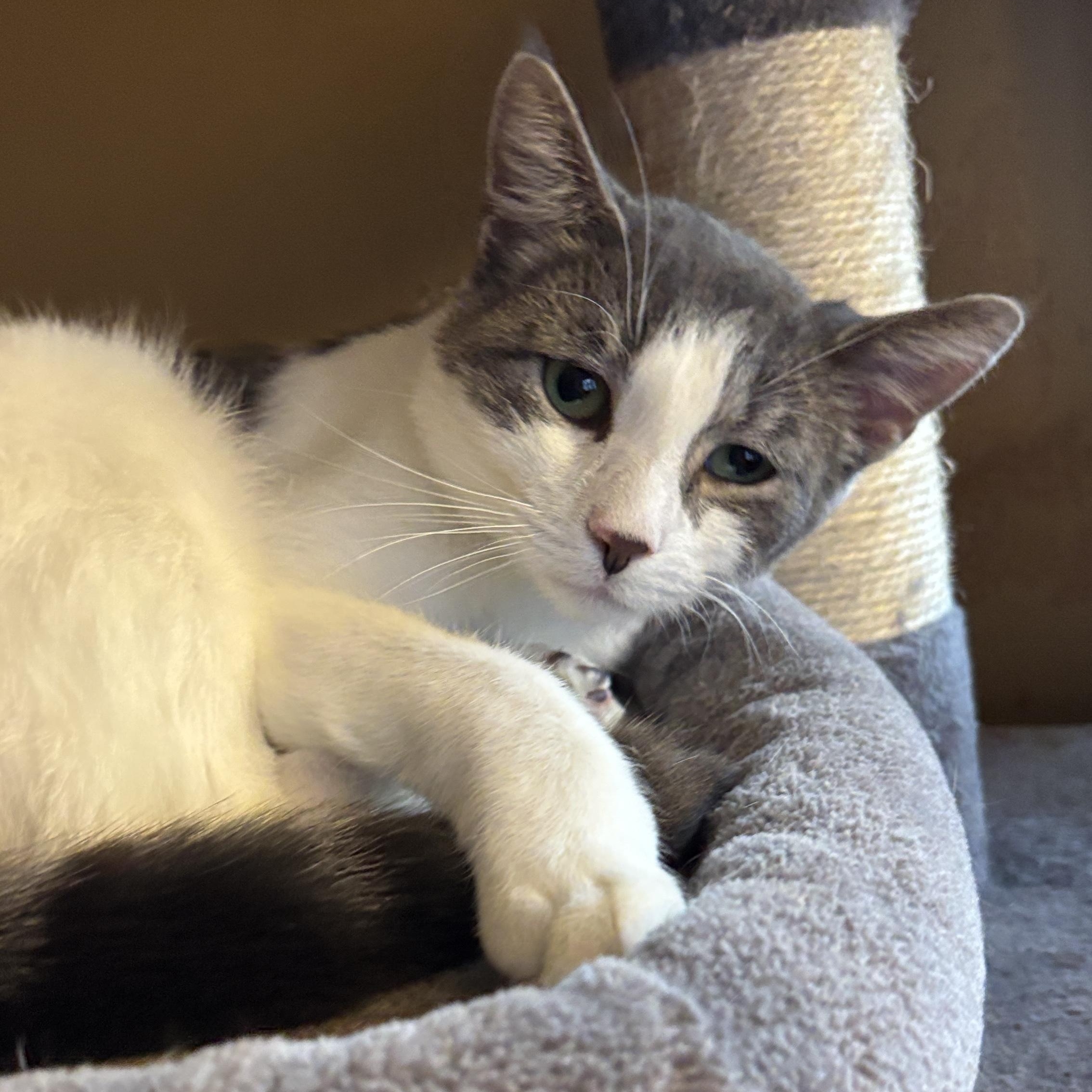 October, a Adoptable Domestic Short Hair in Melrose, MA image 3/5