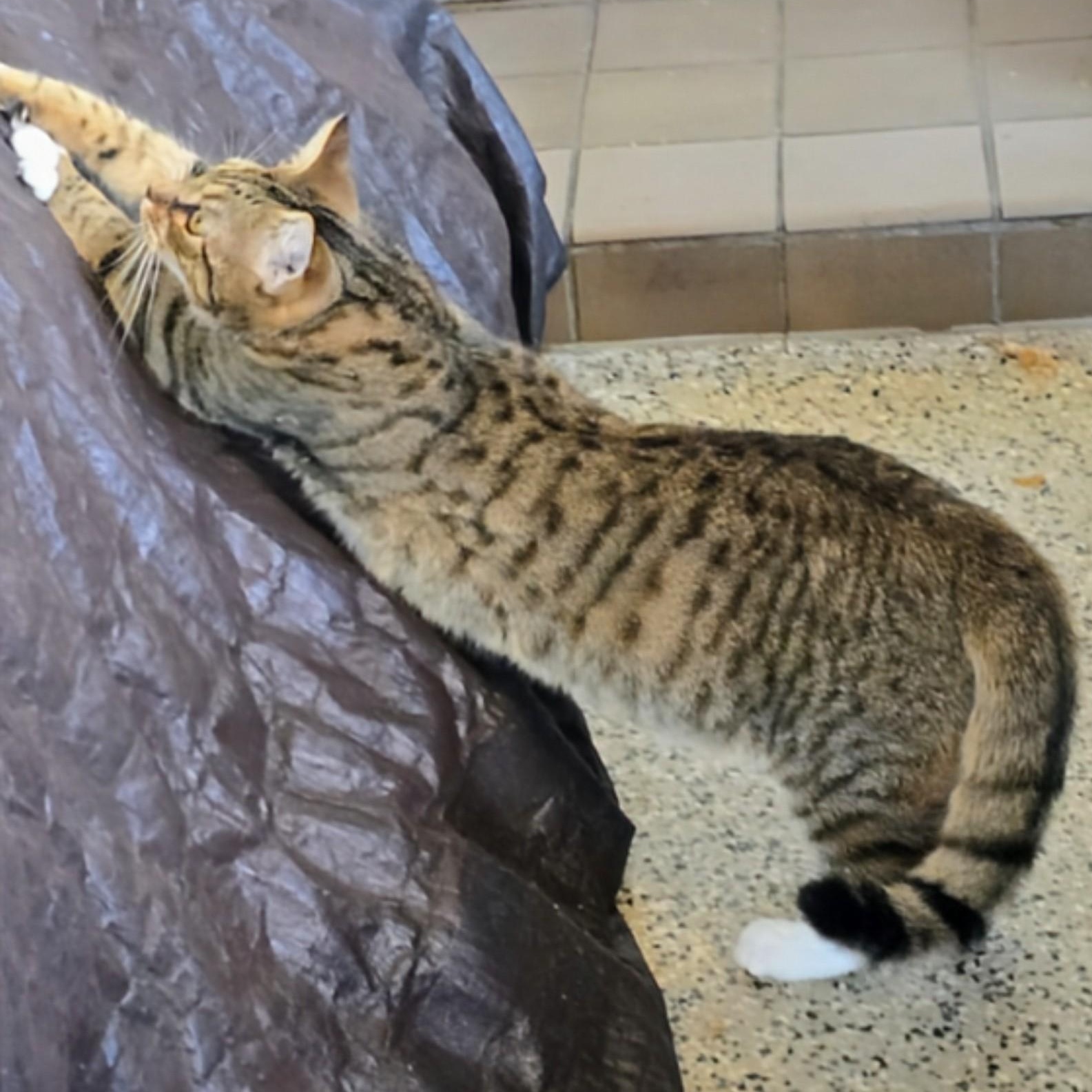 Enlarge Tyler, a ADOPTABLE Domestic Short Hair in New Port Richey, FL image 5/5