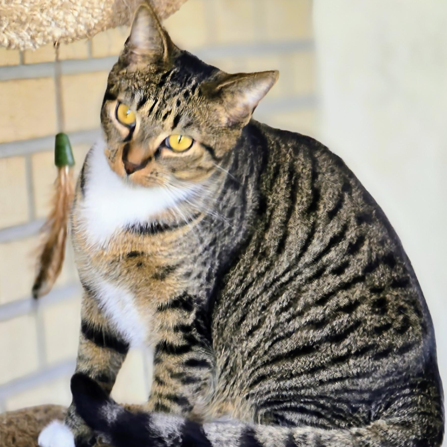 Tyler, ADOPTABLE, Young Male Domestic Short Hair.