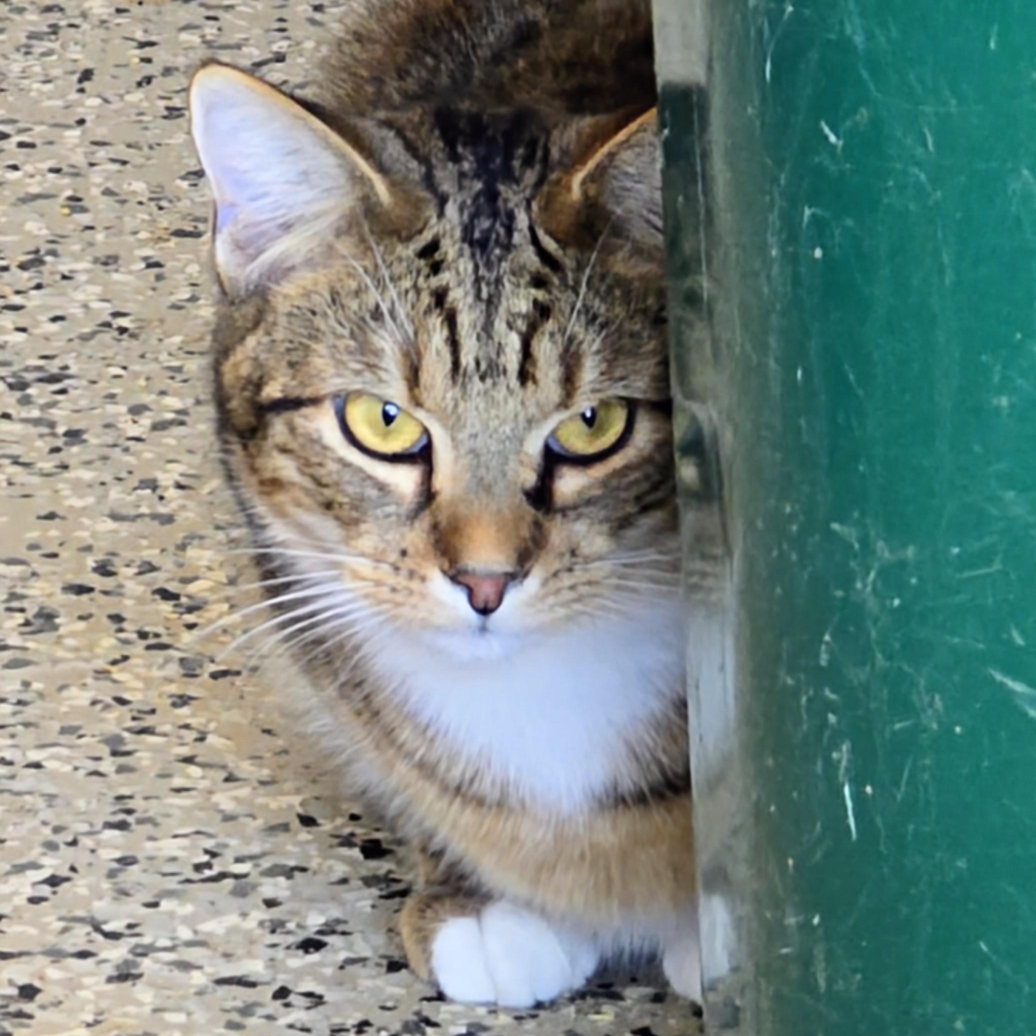 Enlarge Tyler, a ADOPTABLE Domestic Short Hair in New Port Richey, FL image 4/5