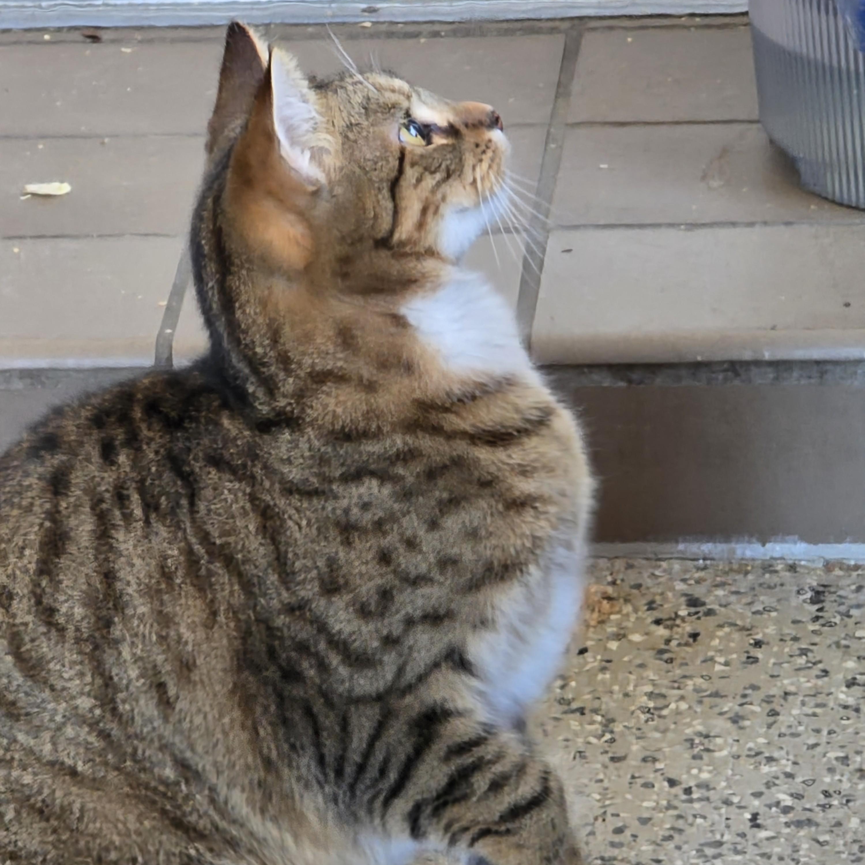 Enlarge Tyler, a ADOPTABLE Domestic Short Hair in New Port Richey, FL image 2/5