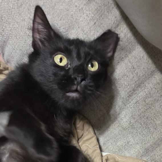 Angelicat, Adoptable, Young Female Domestic Short Hair.