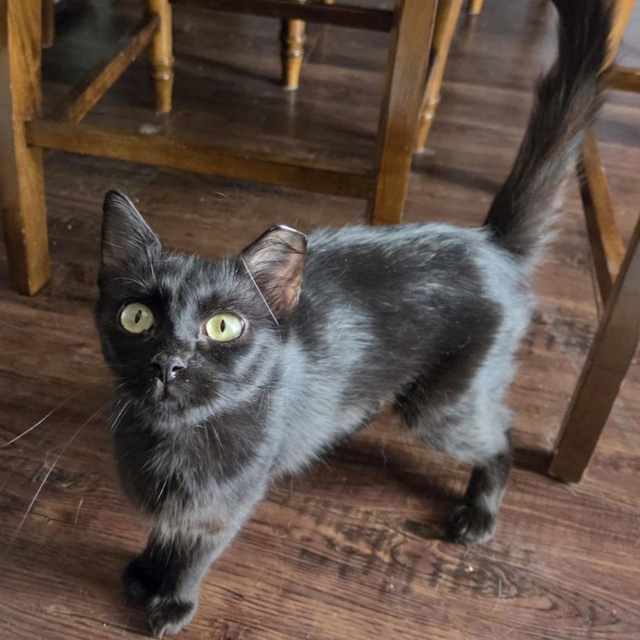 Enlarge Angelicat, a Adoptable Domestic Short Hair in Bentonville, AR image 2/4