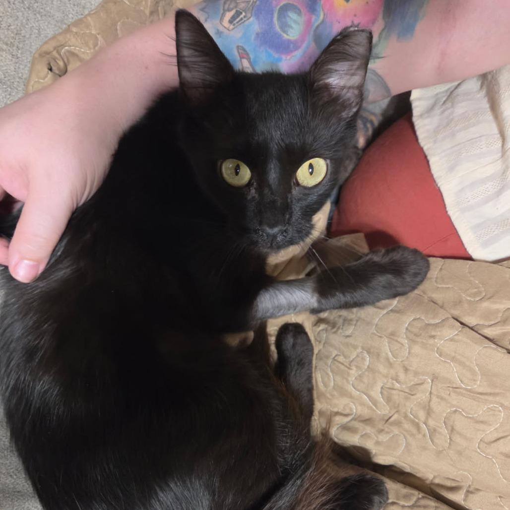 Enlarge Angelicat, a Adoptable Domestic Short Hair in Bentonville, AR image 3/4