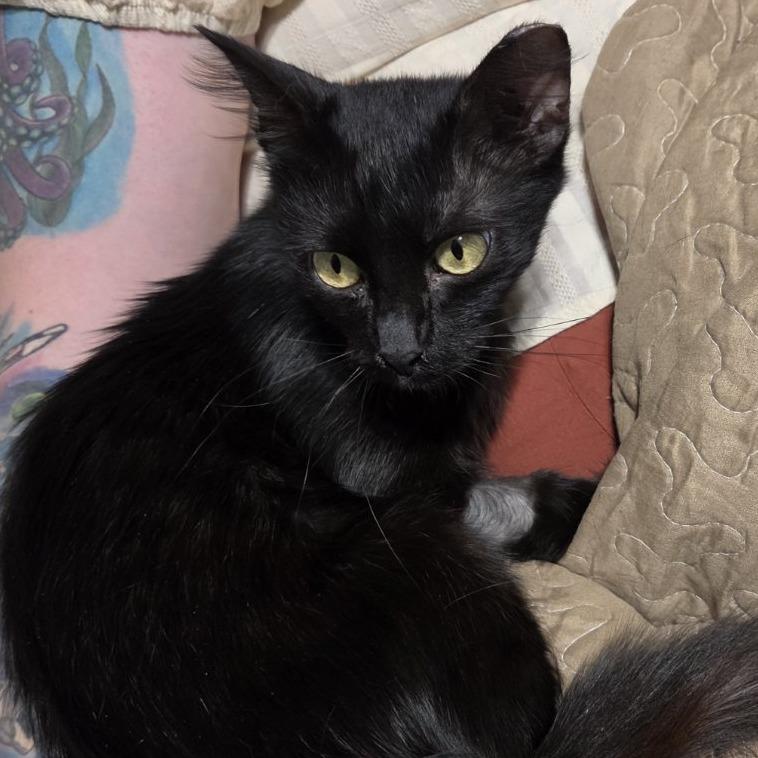Enlarge Angelicat, a Adoptable Domestic Short Hair in Bentonville, AR image 4/4